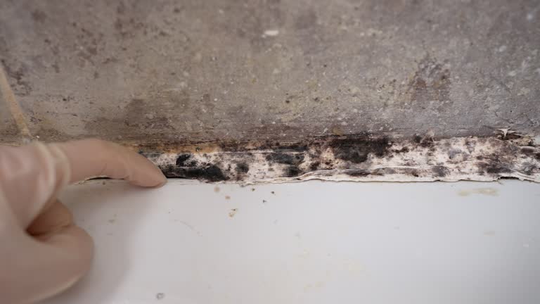 Professional Mold Removal in Wantagh, NY